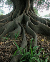 Alter Baum mit groÃŸen Wurzeln
